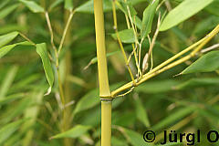 Phyllostachys  bissetii, Bambus Bissetii