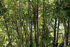 Phyllostachys nigra, Schwarzer Bambus