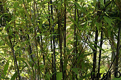 Phyllostachys nigra, Schwarzer Bambus