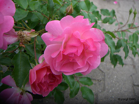 Rosa 'Maxi Vita'®, Beet-, Bodendeckerrose 'Maxi Vita'®