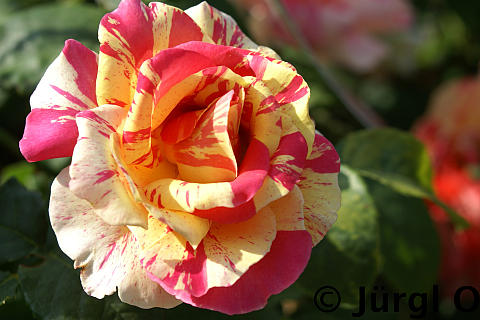 Rosa 'Claude Monet'®, Malerrose 'Claude Monet'®