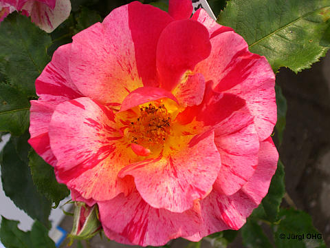 Rosa 'Edgar Degas'®, Französische Rose 'Edgar Degas'®