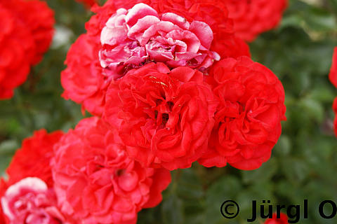 <tmpl_var article_image_description | HTML >