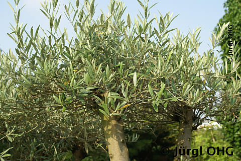 Olea europaea, Olivenbaum