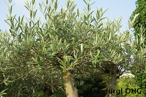 Olea europaea, Olivenbaum