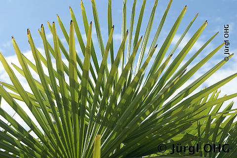 Trachycarpus fortunei, Hanfpalme