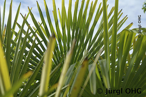 Trachycarpus fortunei, Hanfpalme