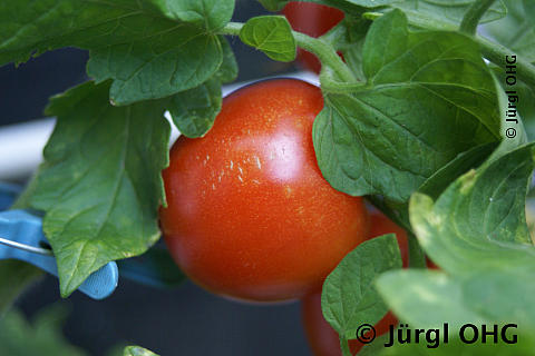 Solanum lycopersicum, Tomate