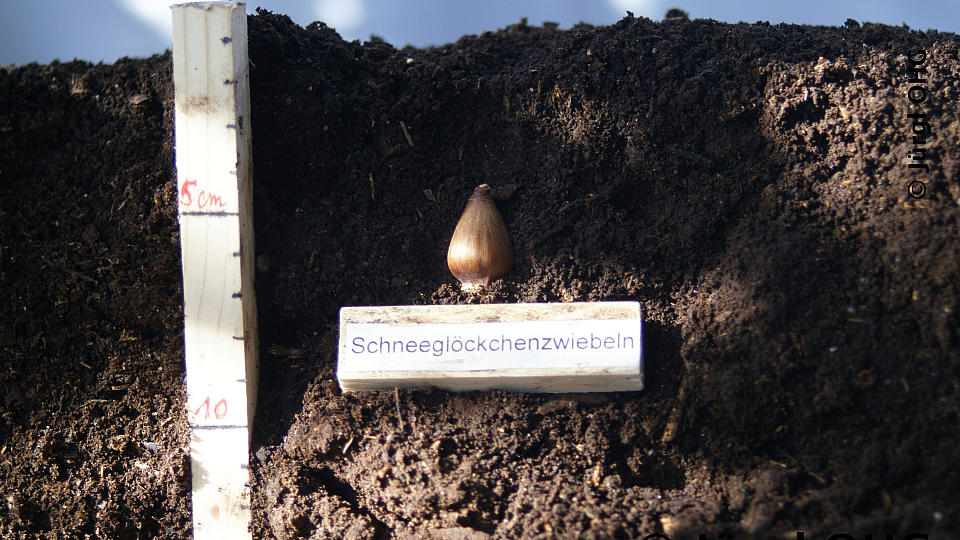 Galanthus, Schneeglöckchenzwiebel