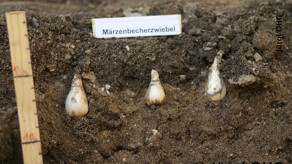 Leucojum vernum, Märzbecher-Zwiebeln