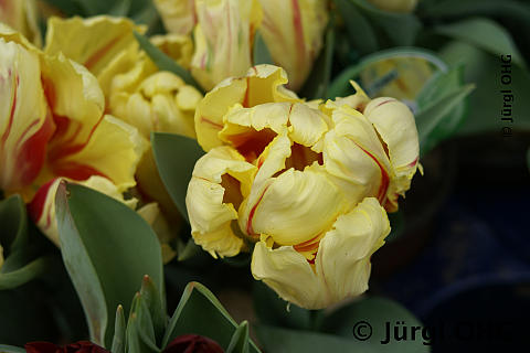 Tulipa 'Papagei Tulpe'