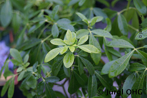 Choisya ternata, Orangenblume