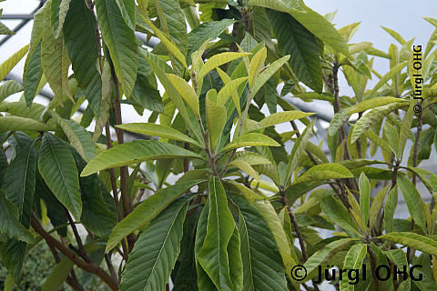 Eriobotrya japonica, Japanische Wollmispel