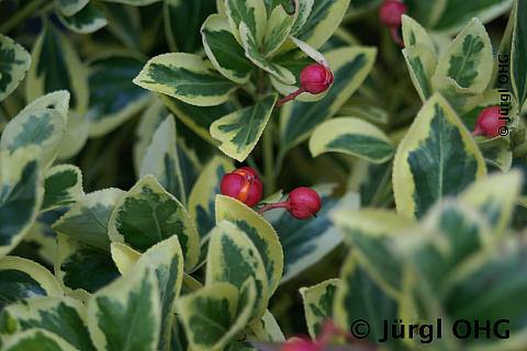 Euonymus japonicus 'Bravo', Japanspindel 'Bravo'