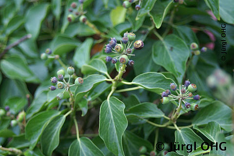 Hedera helix 'Arborescens', Strauch-Efeu 'Arborescens'