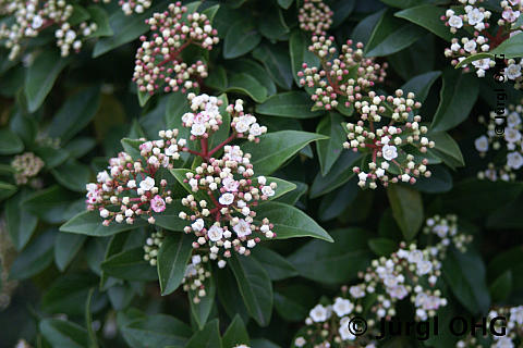 Viburnum tinus, Lorbeerschneeball