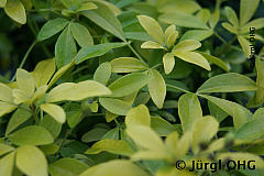 <tmpl_var article_image3_description | HTML >