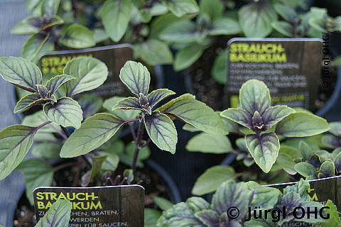 Ocimum basilicum, Strauch-Basilikum