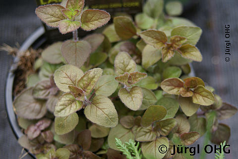 Origanum vulgare, Oregano