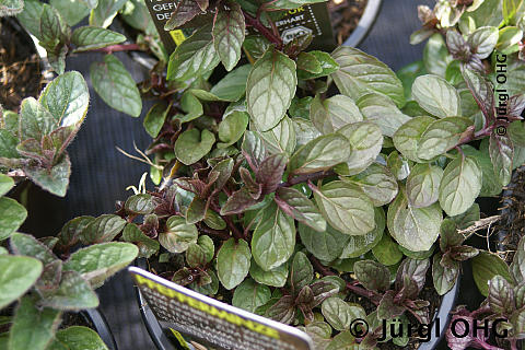 Mentha piperita, Pfefferminze