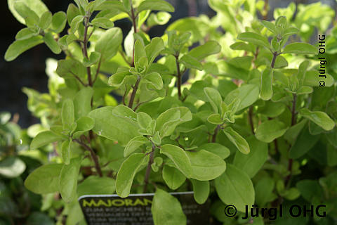 <tmpl_var block_image3_description | HTML >