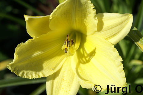 Hemerocallis x cultorum 'Going Bananas'®, Taglilie 'Going Bananas'®