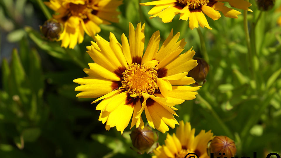 Cereopsis lanceolata 'Sterntaler', Zwergiges Mädchenauge 'Sterntaler'