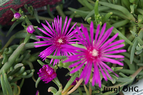 Delosperma cooperi, Mittagsblume