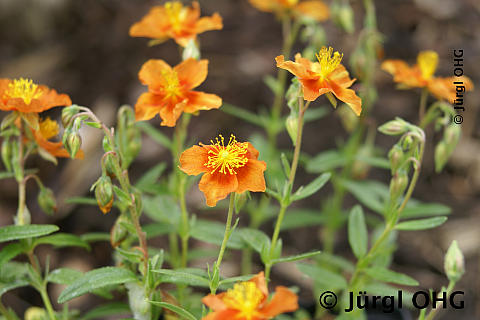 Helianthemum x cultorum 'Watergate Orange', Sonnenröschen 'Watergate Orange'