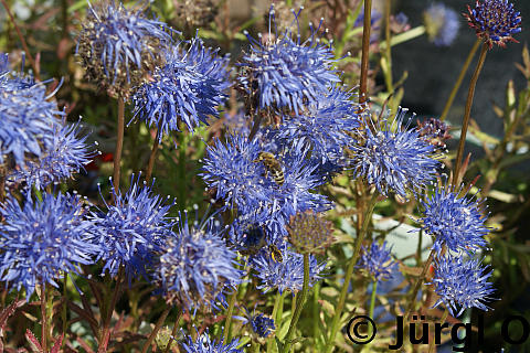 Jasione laevis 'Blaulicht', Sandglöckchen 'Blaulicht'