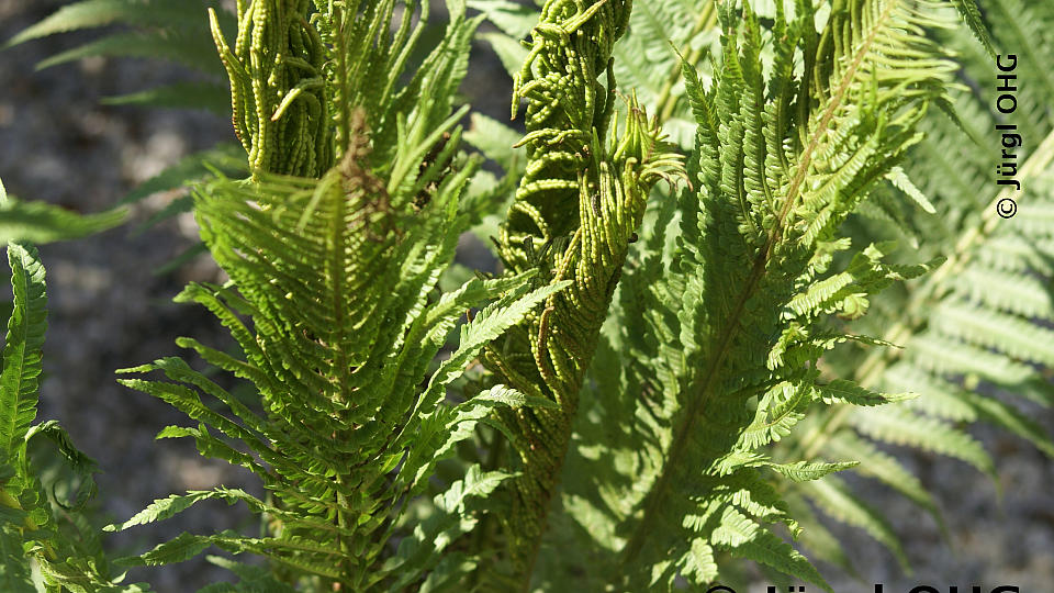 Matteuccia struthiopteris, Straußen-, Trichterfarn