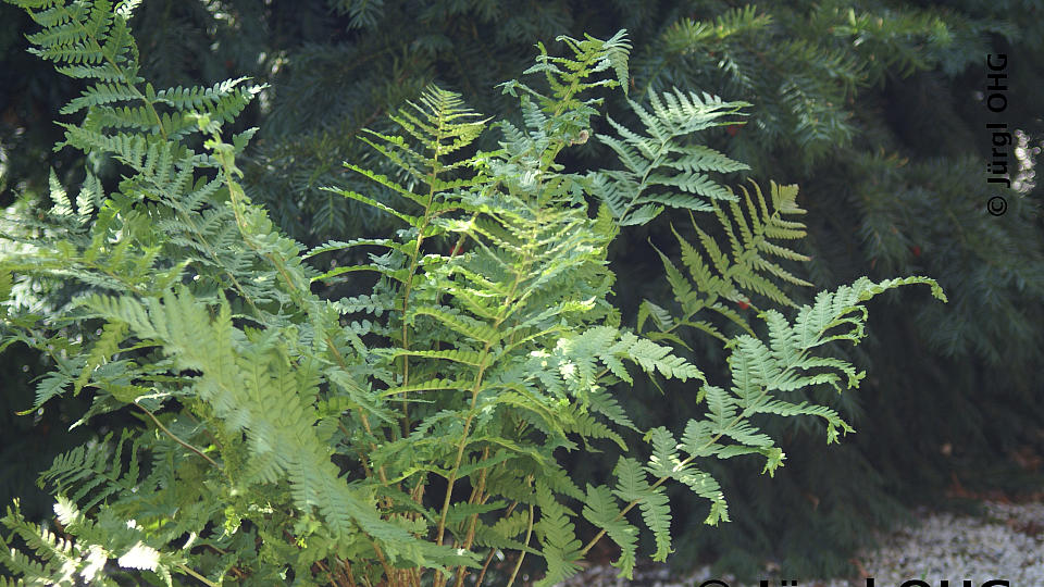 Dryopteris filix-mas, Echter Wurmfarn 