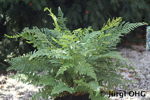 Polystichum setiferum 'Proliferum', Schmaler Filigranfarn 'Proliferum'