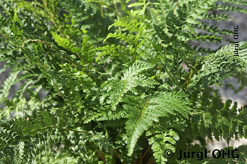 Dryopteris affinis, Heimischer Goldschuppenfarn