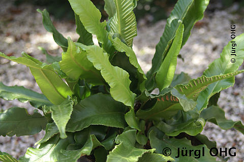 Phyllitis scolopendrium, Hirschzungenfarn