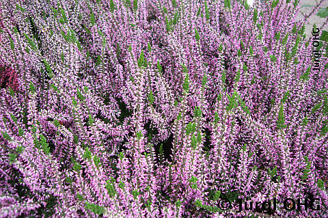 Calluna vulgaris 'Hilda'(S), Sommerheide 'Hilda'(S)