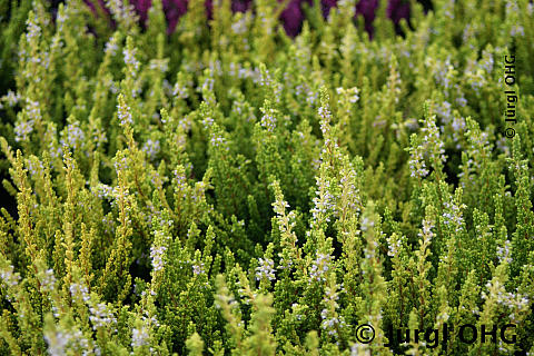 Calluna vulgaris 'Zeta'(S), Sommerheide 'Zeta'(S)