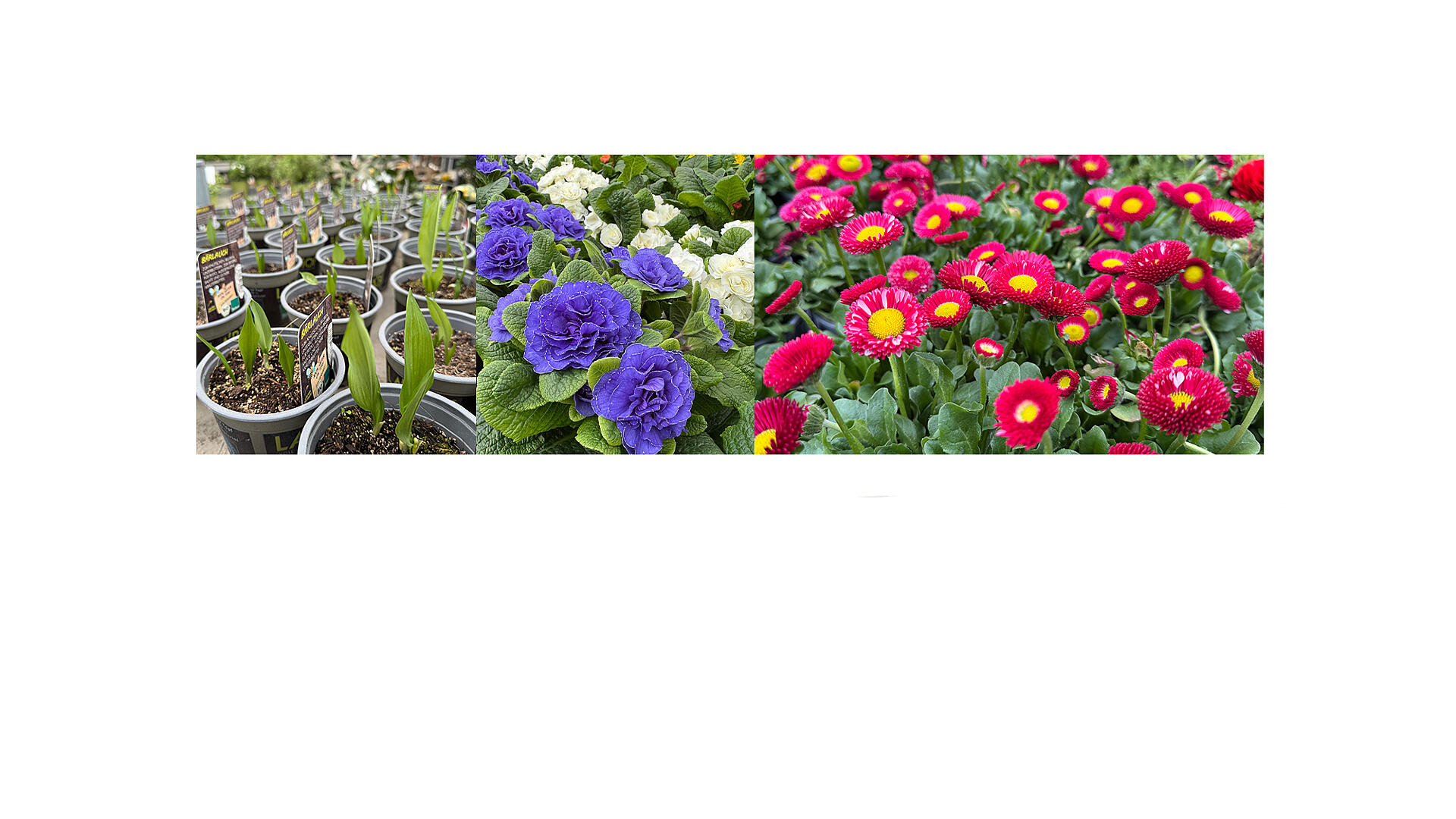 slide_image