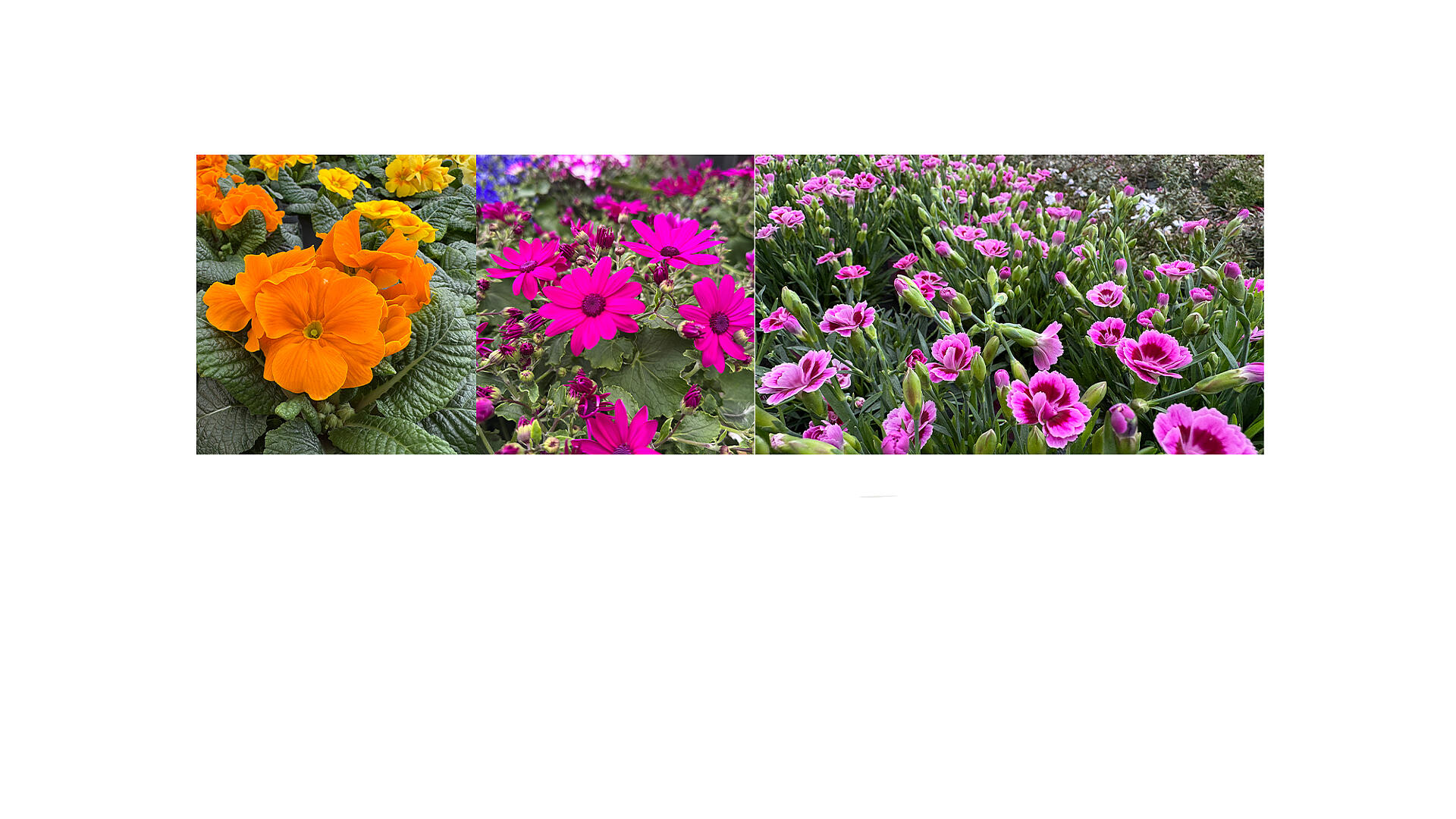 slide_image