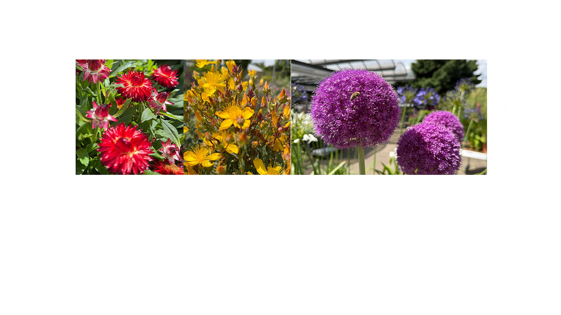 slide_image