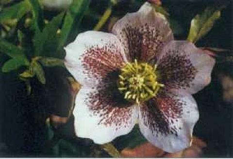 Helleborus orientalis 'Tamara', Christrose