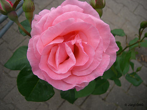 The Queen Elizabeth Rose'®, Beetrose 'The Queen Elizabeth Rose'®