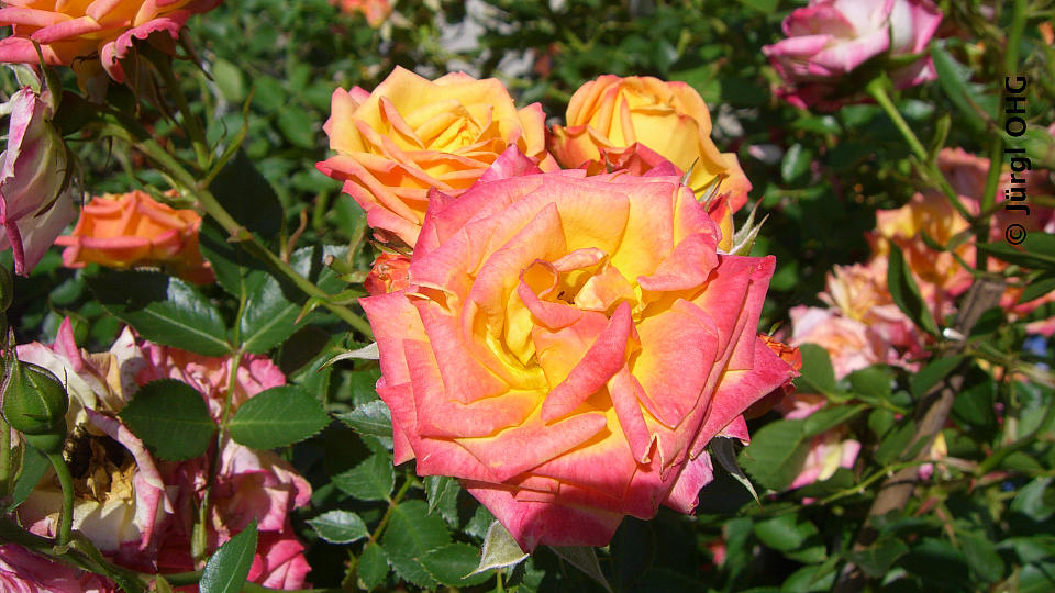 Rosa 'Little Sunset'®, Zwergrose 'Little Sunset'®