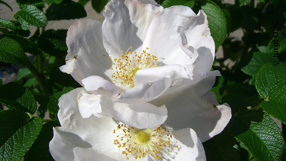 Rosa rugosa, Apfelrose