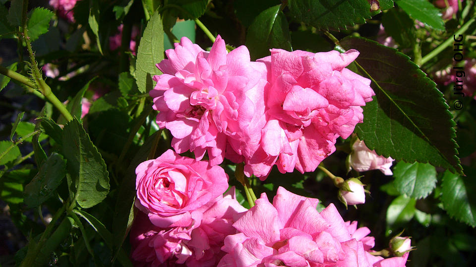 Rosa 'Super Dorothy'®, Remblerrose 'Super Dorothy'®