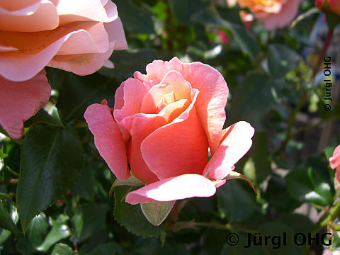 Rosa 'Marie Curie'®, Beetrose 'Marie Curie'®