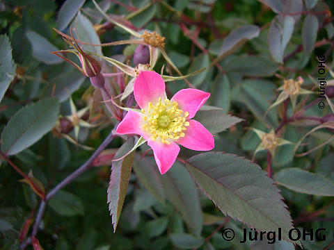 Rosa glauca, Blaue Hechtrose 