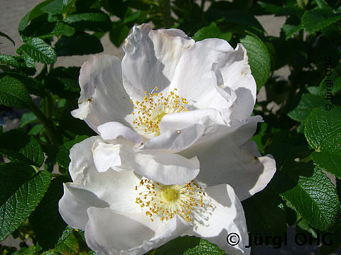 Rosa rugosa, Apfelrose