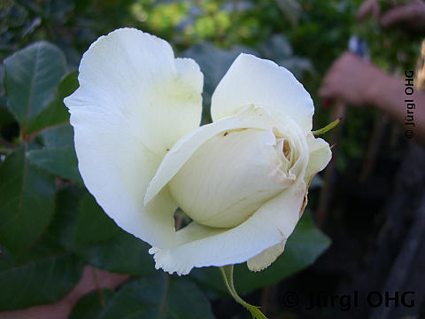 Rosa 'Roy Black'®, Edelrose 'Roy Black'®