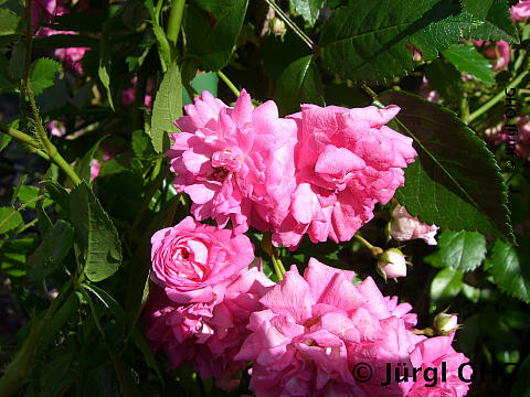 Rosa 'Super Dorothy'®, Remblerrose 'Super Dorothy'®